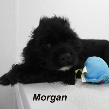 puppy, for, sale, Cocker Spaniel, Joe & Cherri  Overlease, dog, breeder, Miller, MO, dog-breeder, puppy-for-sale, forsale, nearby, find, puppyfind, locator, puppylocator, aca